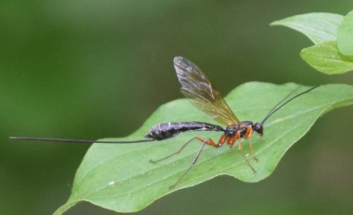 Réf. 295 593 : Rhyssinae inconnu